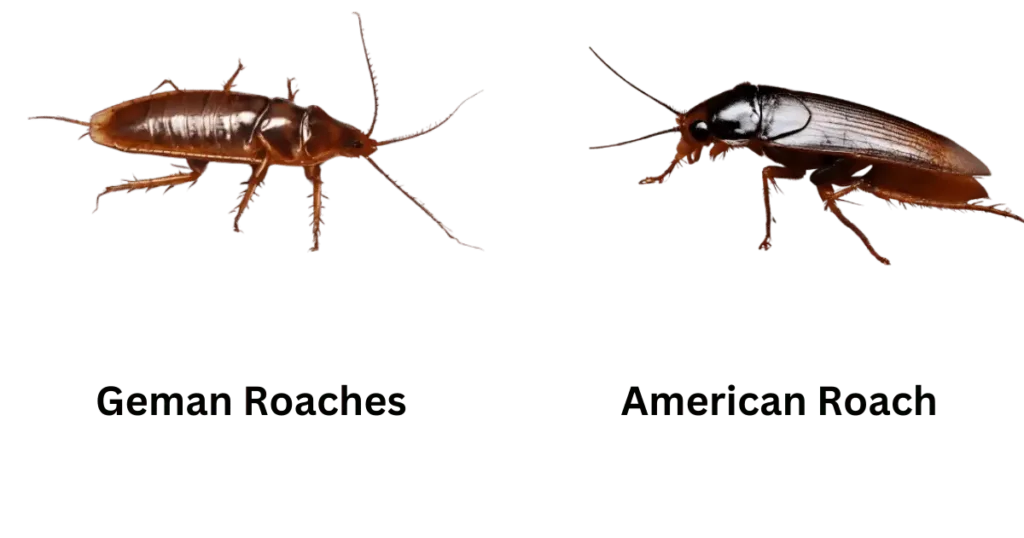 A comparative image showing a German cockroach and an American cockroach side by side. The German cockroach, smaller in size and light brown with two dark stripes on its pronotum, is on the left. The American cockroach, larger and reddish-brown without distinct stripes, is on the right. Both insects have six legs and antennae, highlighting their differences in size, color, and markings."